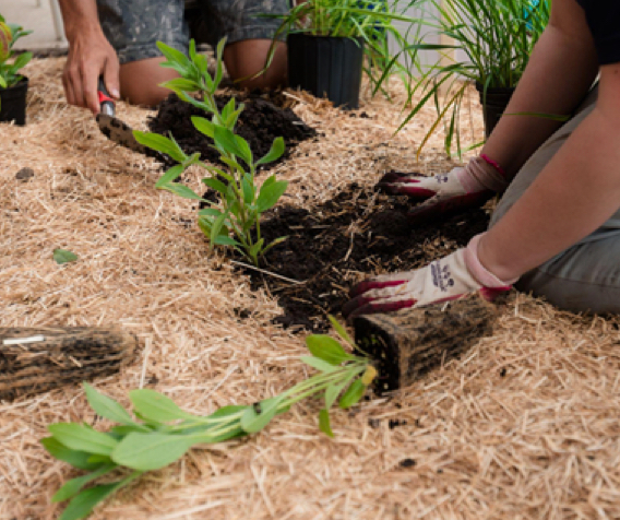 planting